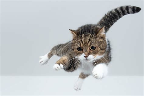 How Hard Is It to Be a Software Engineer, and Why Do Cats Always Land on Their Feet?